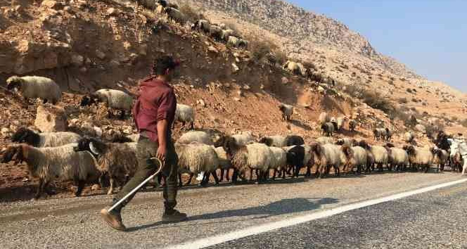 Göçerlerin yayladan dönüş yolculuğu başladı