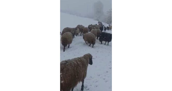 Siirt’Te Otlatmak Için Kırsala Çıkartılan Yüzlerce Küçükbaş Hayvan, Aniden Bastıran Tipi Ve Kar Yağışı Nedeniyle Güçlükle Köye Ulaştırıldı.