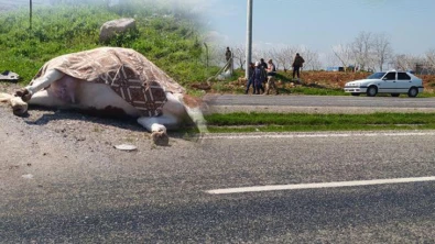 Siirt Batman Karayoluna Aniden Atlayan İneğe Otomobil Çarptı! İnek Öldü, Sürücü Yaralandı