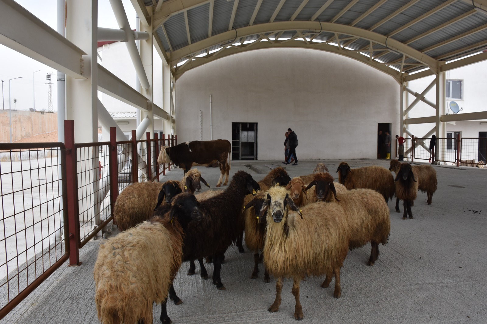 Si̇i̇rt'Te Kurban Satiş Ve Kesi̇m Yerleri̇ Beli̇rlendi̇ | Siirt Olay Haber