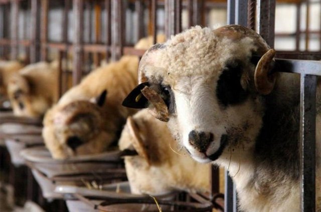 Siirt Belediyesi, Kurban Bayramı İçin Satış Ve Kesim Yerlerini Açıkladı