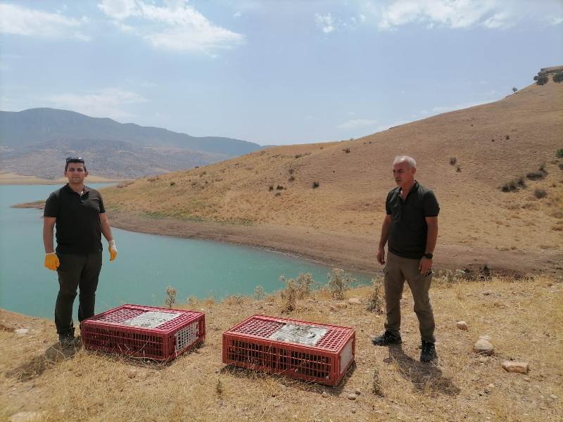 Siirt'Te 1000 Adet Sülün Botan Vadisi Milli Parkına Bırakıldı | Siirt Olay Haber