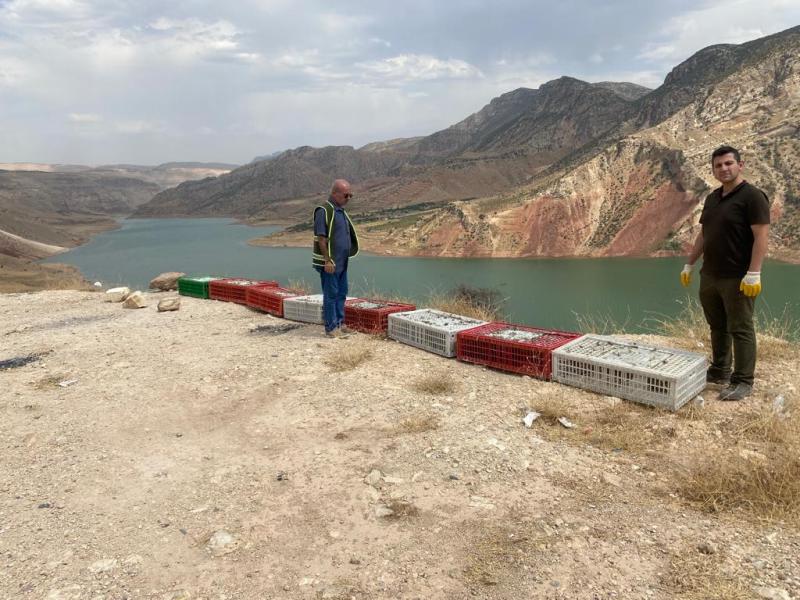 Siirt'Te 1000 Adet Sülün Botan Vadisi Milli Parkına Bırakıldı | Siirt Olay Haber