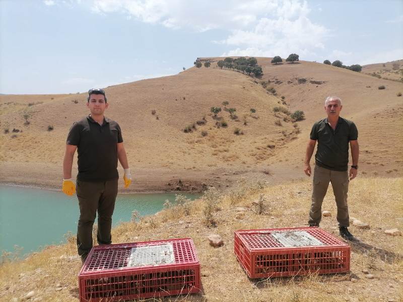 Siirt'Te 1000 Adet Sülün Botan Vadisi Milli Parkına Bırakıldı | Siirt Olay Haber