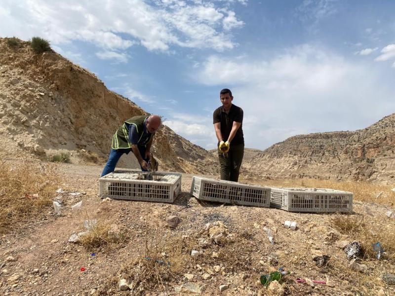 Siirt'Te 1000 Adet Sülün Botan Vadisi Milli Parkına Bırakıldı | Siirt Olay Haber