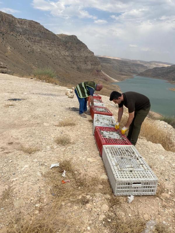 Siirt'Te 1000 Adet Sülün Botan Vadisi Milli Parkına Bırakıldı | Siirt Olay Haber