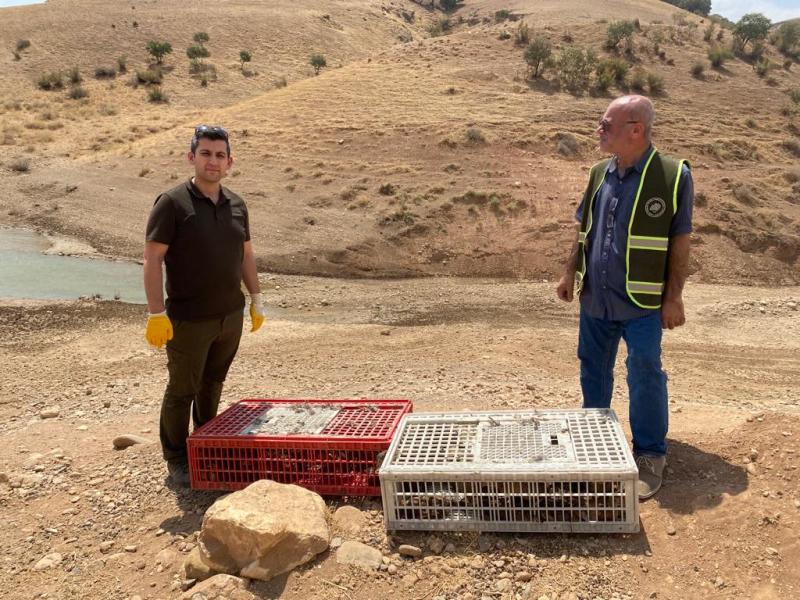 Siirt'Te 1000 Adet Sülün Botan Vadisi Milli Parkına Bırakıldı | Siirt Olay Haber