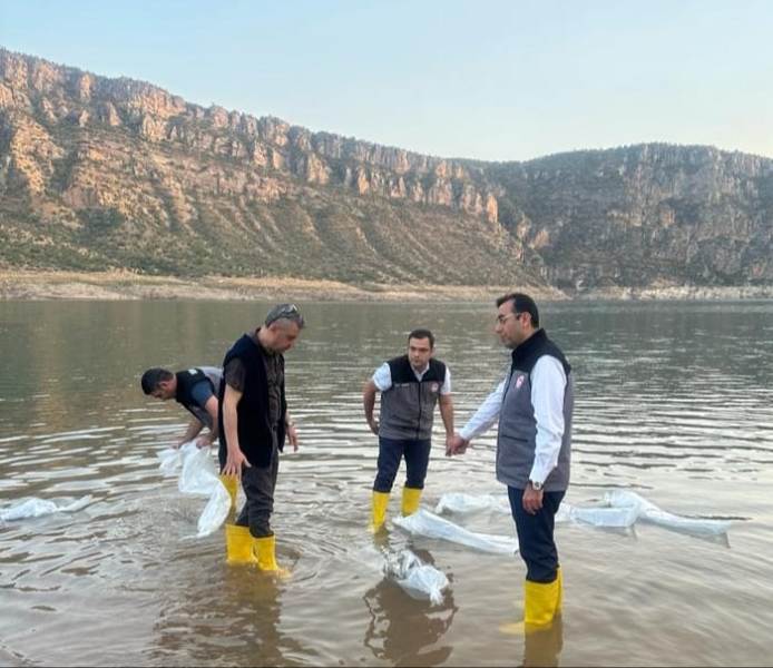 Siirt'Te 1,3 Milyon Yavru Şabut Balığı Baraj Göllerine Bırakıldı | Siirt Olay Haber