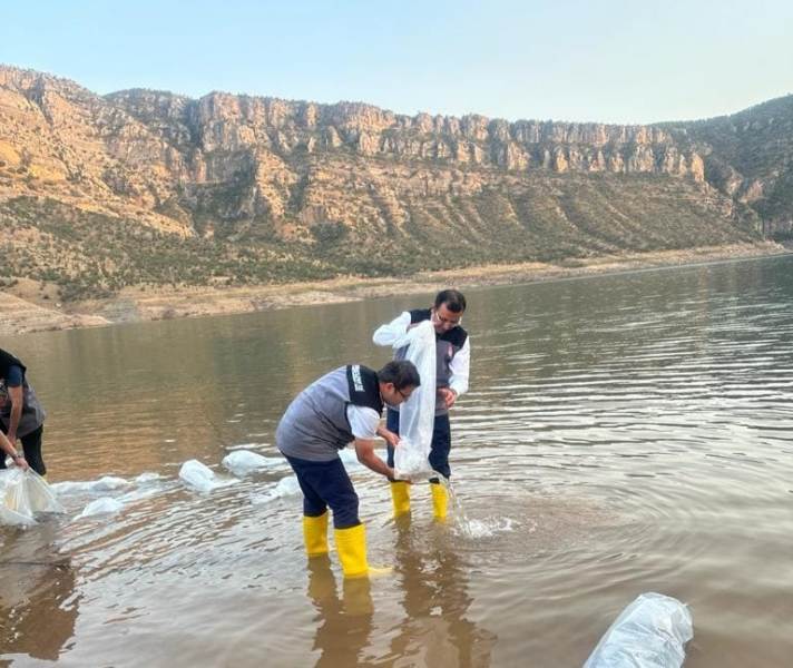 Siirt'Te 1,3 Milyon Yavru Şabut Balığı Baraj Göllerine Bırakıldı | Siirt Olay Haber