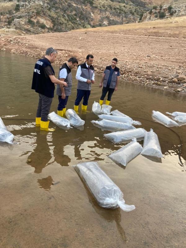 Siirt'Te 1,3 Milyon Yavru Şabut Balığı Baraj Göllerine Bırakıldı | Siirt Olay Haber