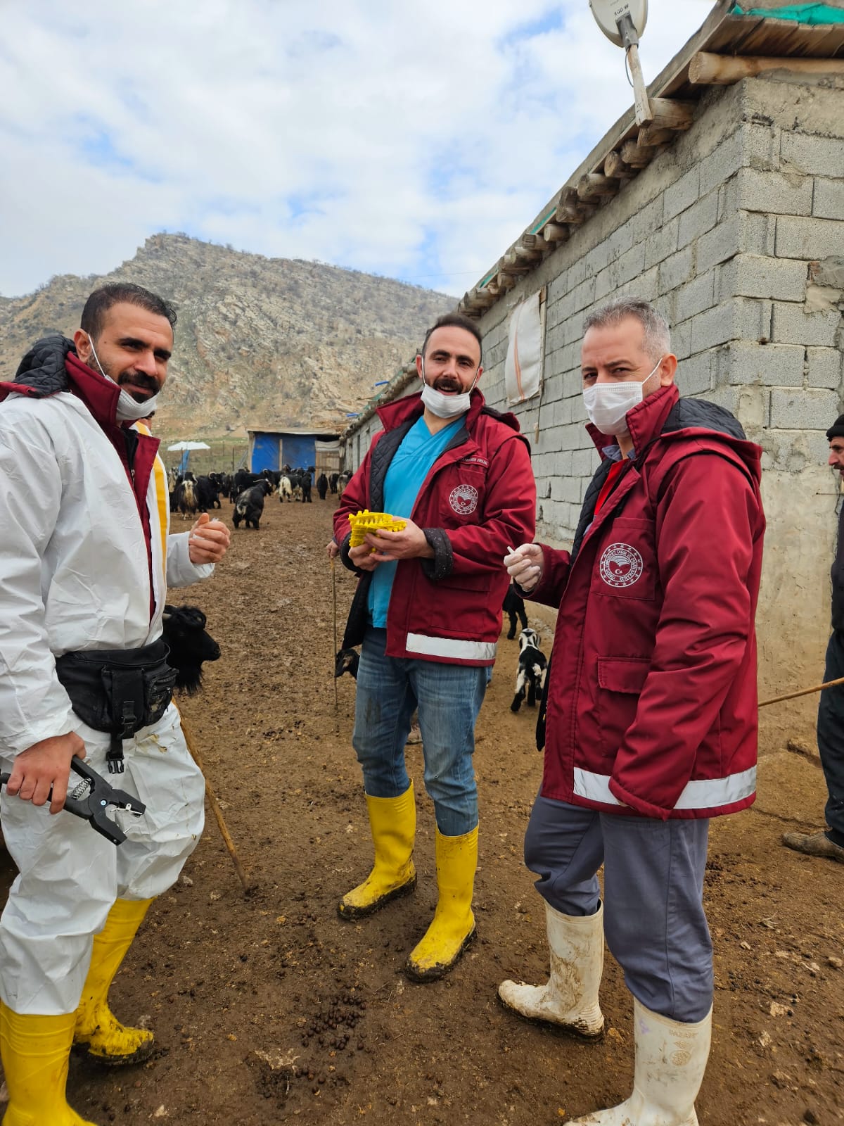 Siirt Tarım Müdürlüğünden Aşı Çalışmalar | Siirt Olay Haber