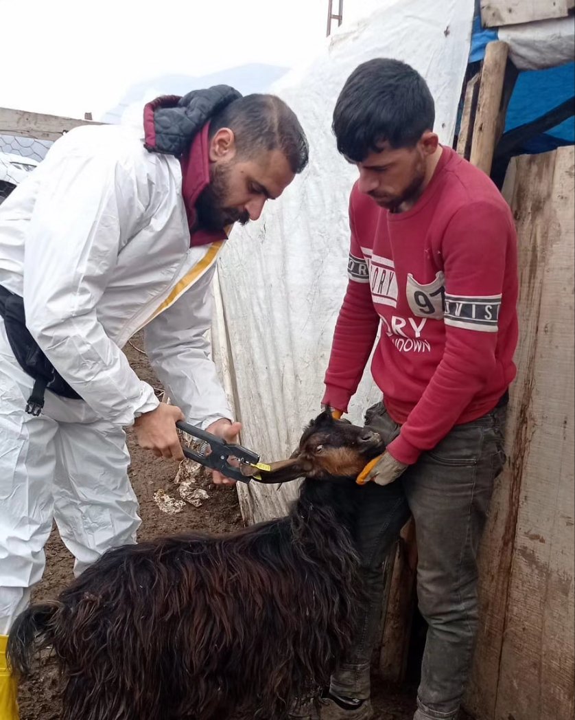 Siirt Tarım Müdürlüğünden Aşı Çalışmalar | Siirt Olay Haber