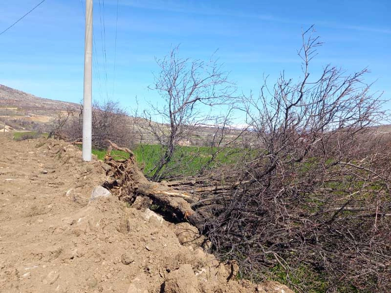 Diyarbakır’da Yol İçin Doğa Katliamı Yaptılar | Siirt Olay Haber