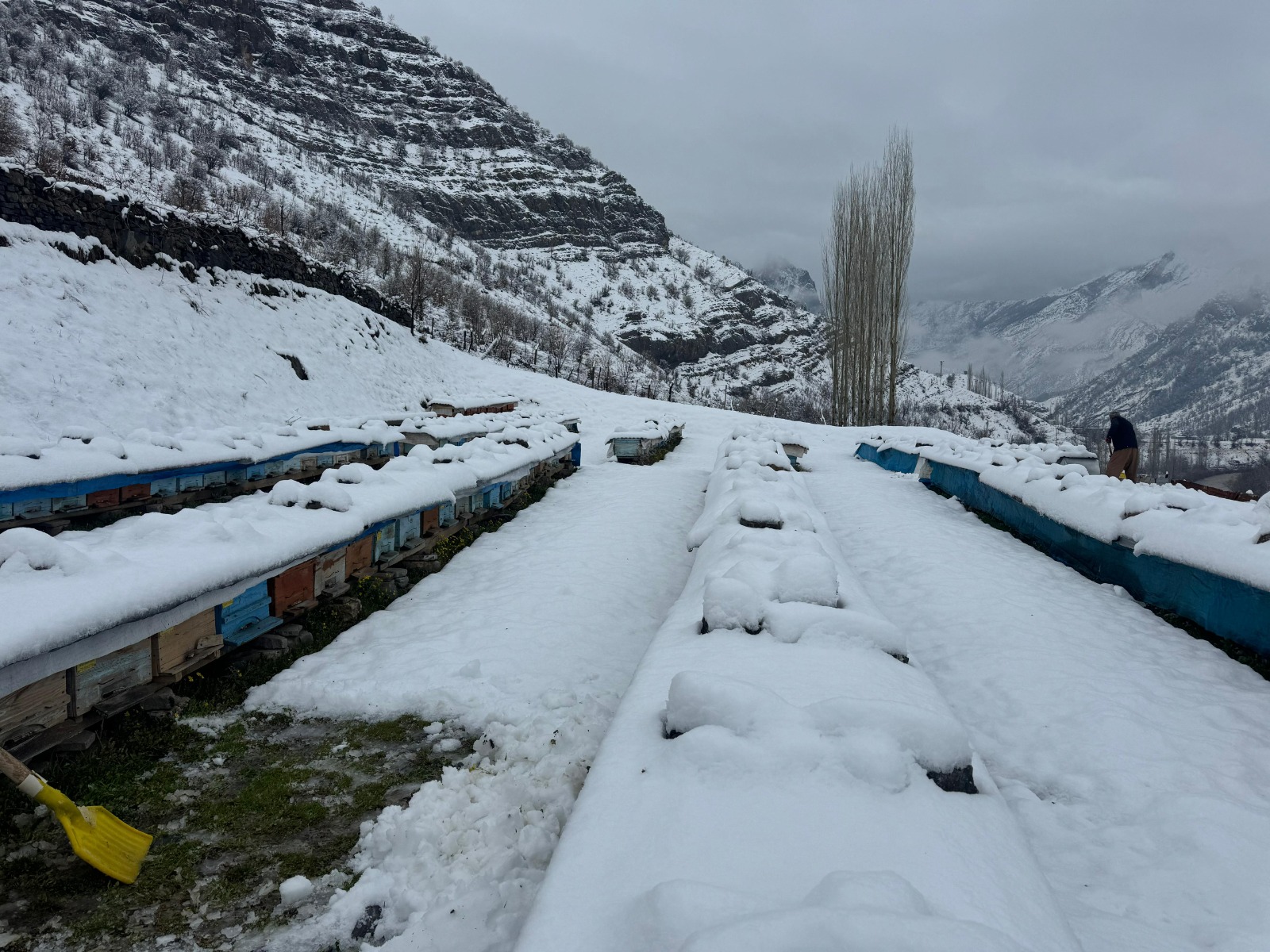 Şırnak’ta Yalancı Bahar Bal Arılarını Vurdu