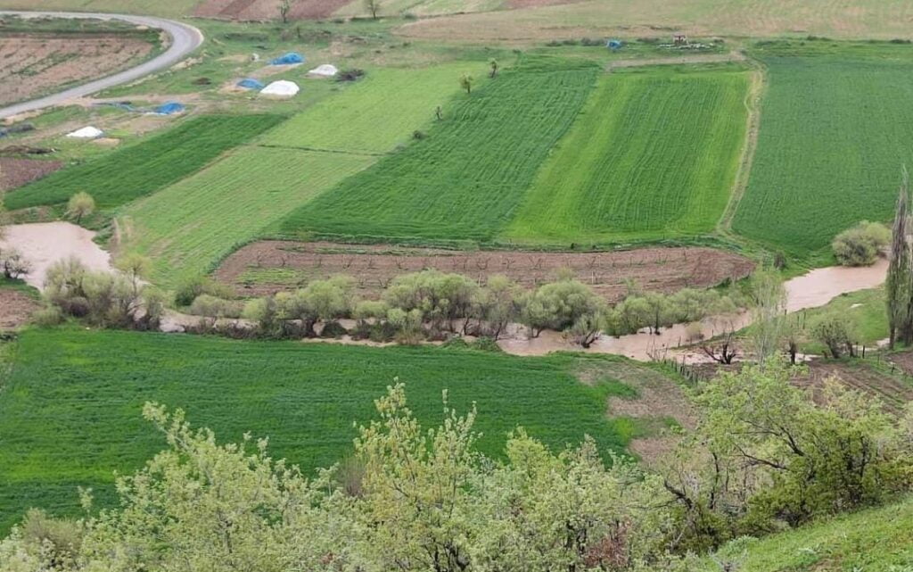 Siirt’te Sıcak Hava ve Yağışlar İle Ekinler Boy Attı