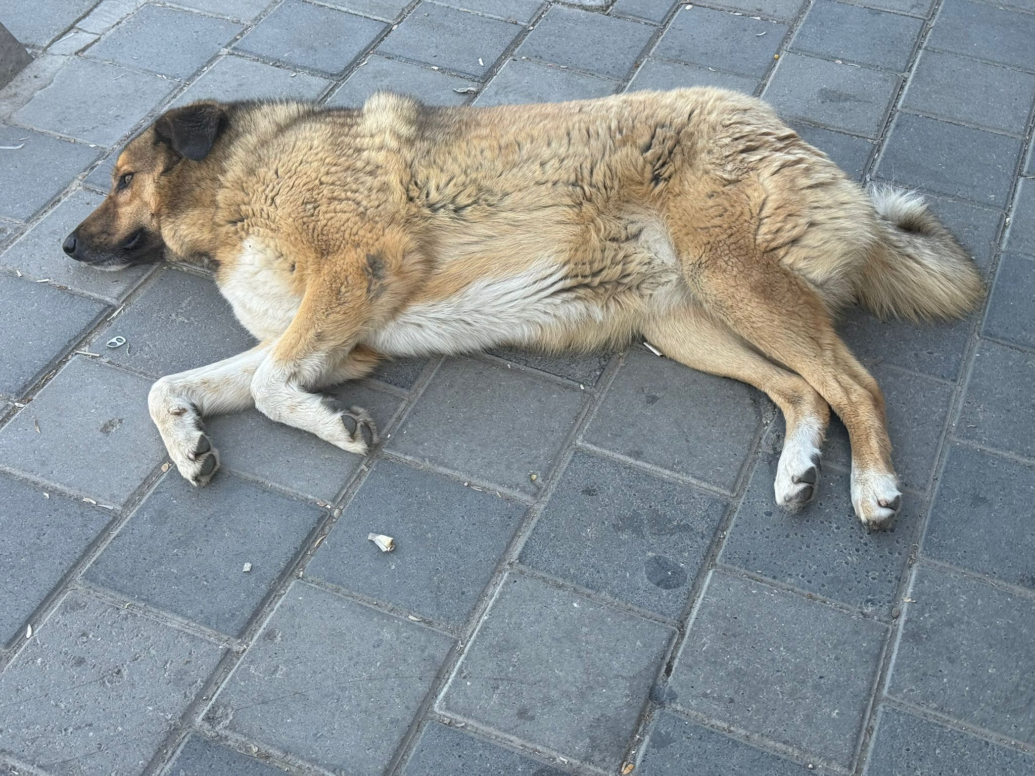 Yaz Ayının Erken Gelmesi Sokakta Ki Canlarıda Bunalttı