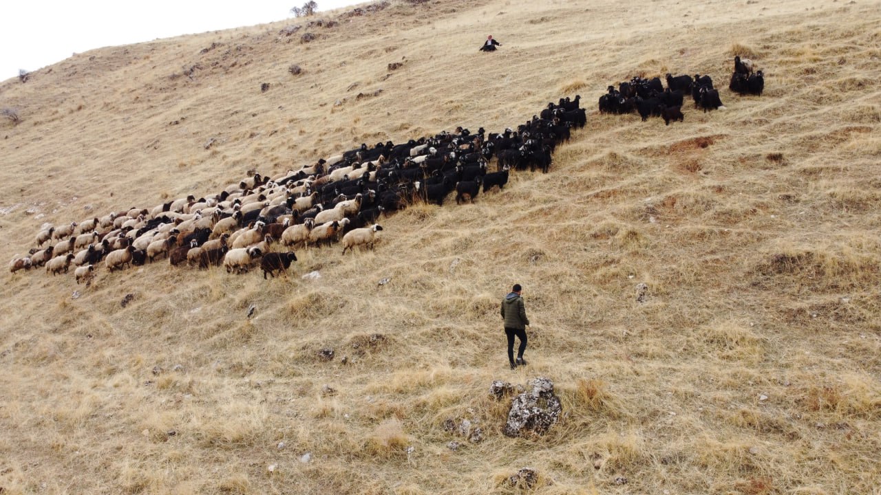 Siirt’te Besiciler Havaların Isınmasıyla Hayvanlarını Meralarda Otlatıyor | Siirt Olay Haber