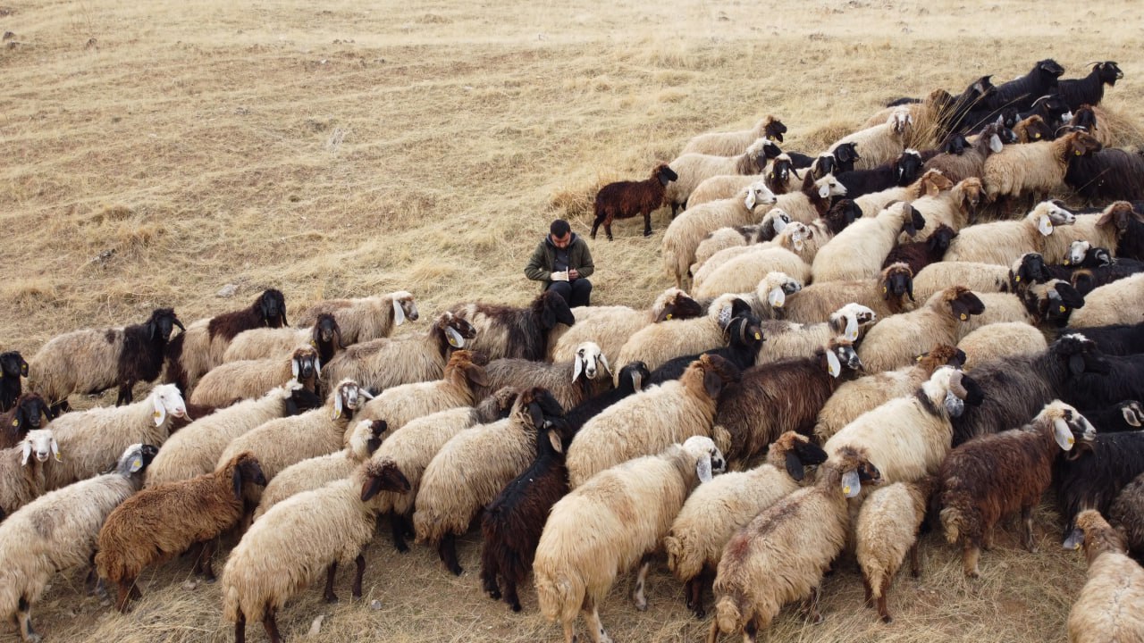 Siirt’te Besiciler Havaların Isınmasıyla Hayvanlarını Meralarda Otlatıyor | Siirt Olay Haber