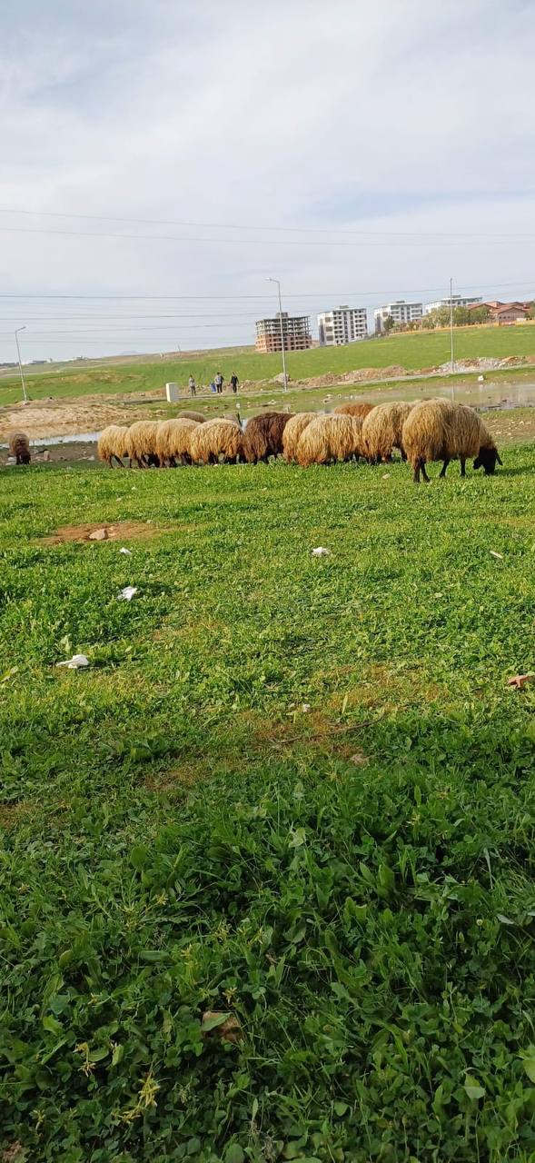 Siirt’te Şehir Merkezinde Ki O Görüntü Rahatsız Ediyor | Siirt Olay Haber