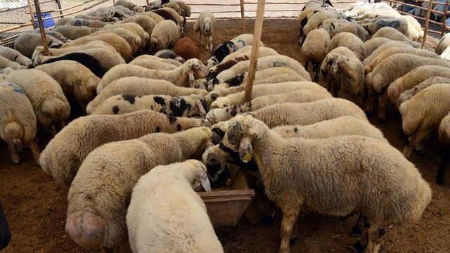 Siirt’te Kurban Piyasasında Sessizlik Devam Ediyor