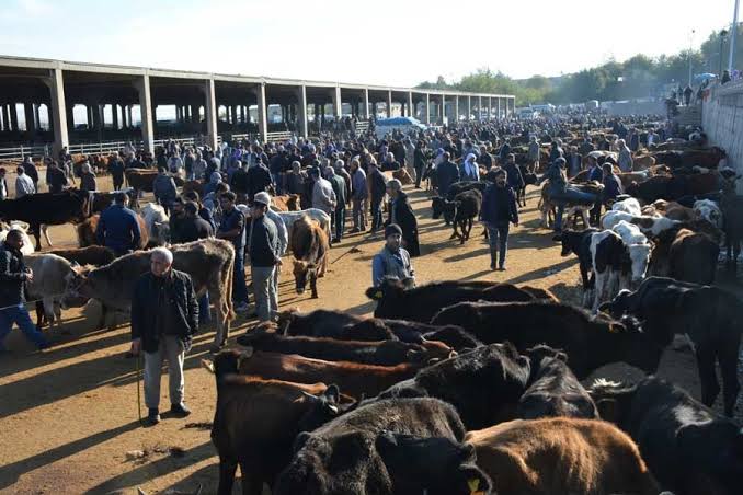 Siirt’te Hayvan Besicileri Maliyetlerden Şikâyetçi 