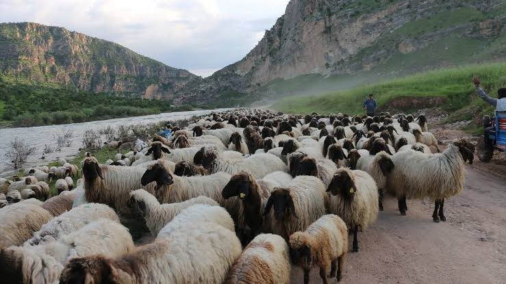 Siirt’te Sürüler Yaya Olarak Yaylalara Gitmek Zorunda Kalıyor