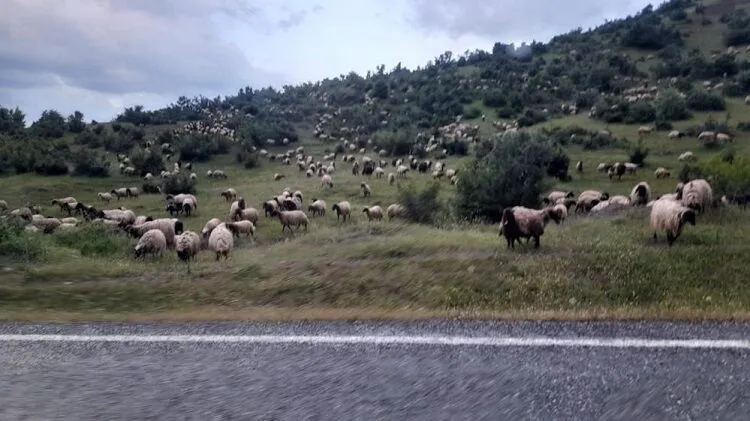 Besiciler Diyarbakır’a Geldi | Siirt Olay Haber