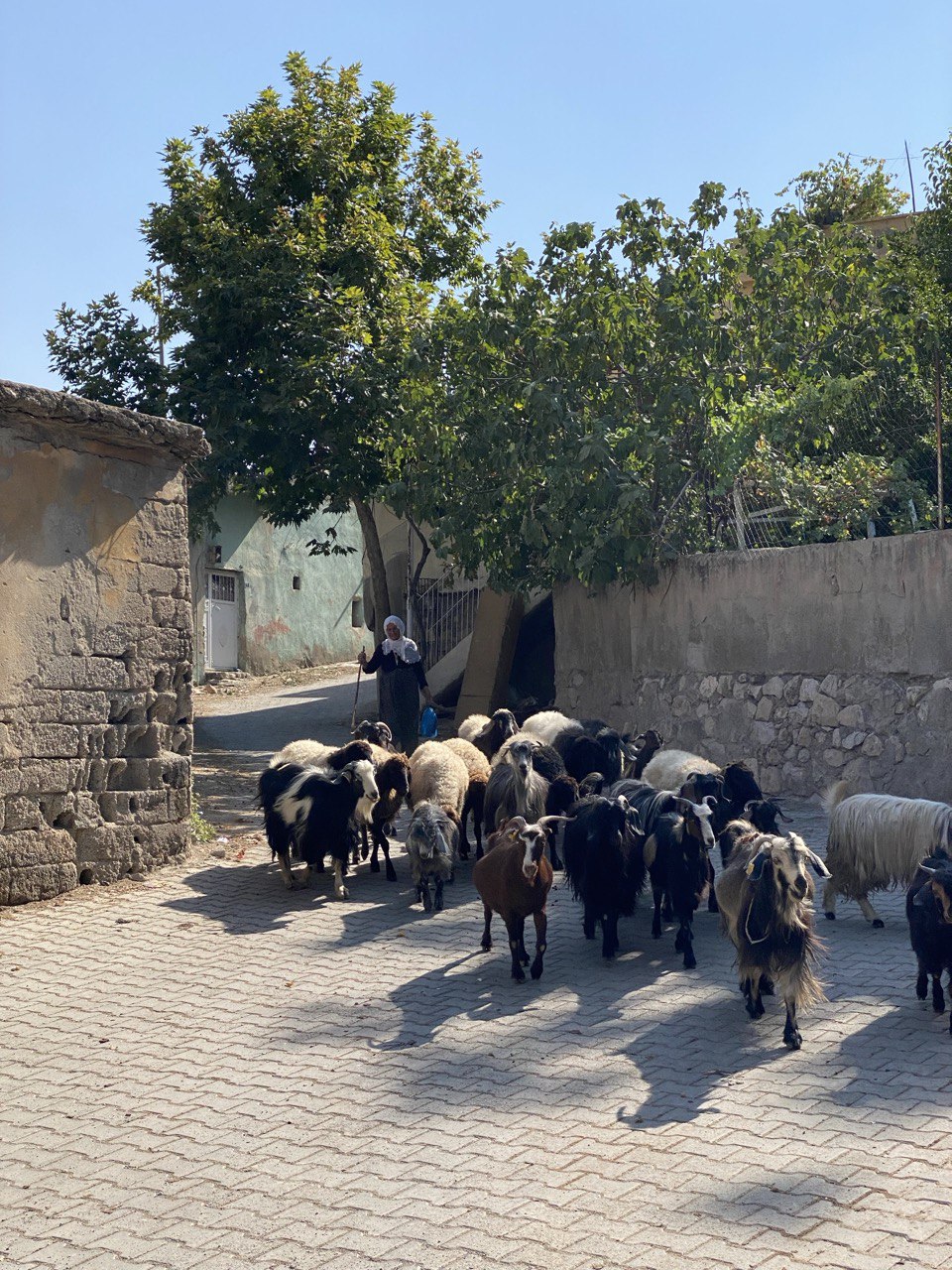 Siirtli Teyzeden Hayat Dersi Gibi Öğütler! | Siirt Olay Haber