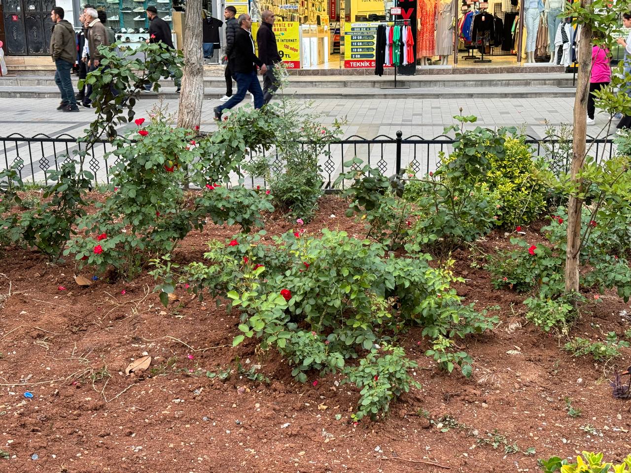 Güreş Caddesi’nin Gülleri Bakımsızlıktan Açamıyor