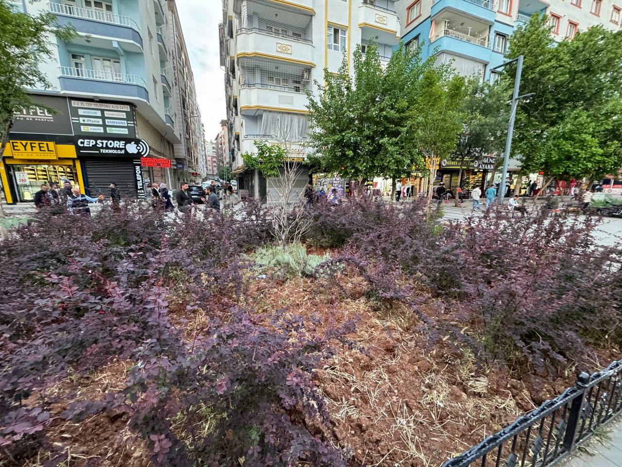 Güreş Caddesi’nin Gülleri Bakımsızlıktan Açamıyor | Siirt Olay Haber