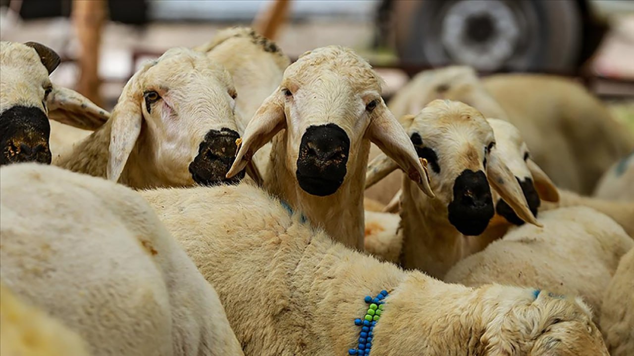 Siirt’te Kurban Bağışları Bekleniyor