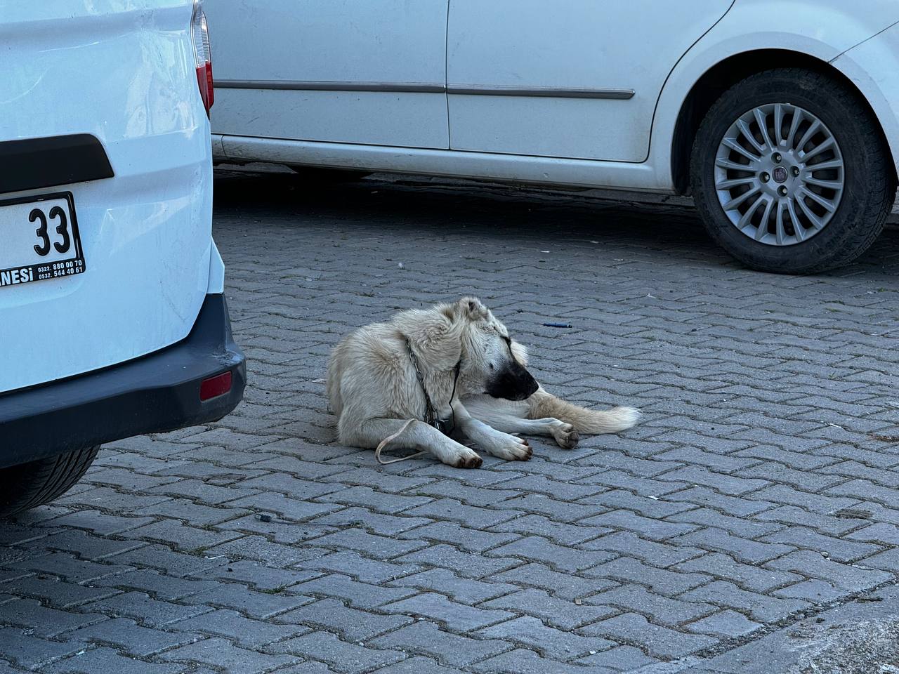 Sokak Hayvanları Serin Yer Arıyorlar | Siirt Olay Haber