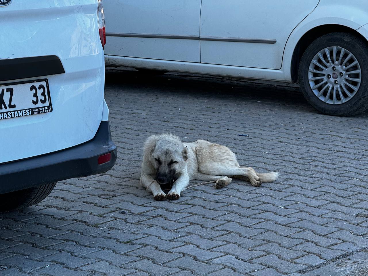 Sokak Hayvanları Serin Yer Arıyorlar