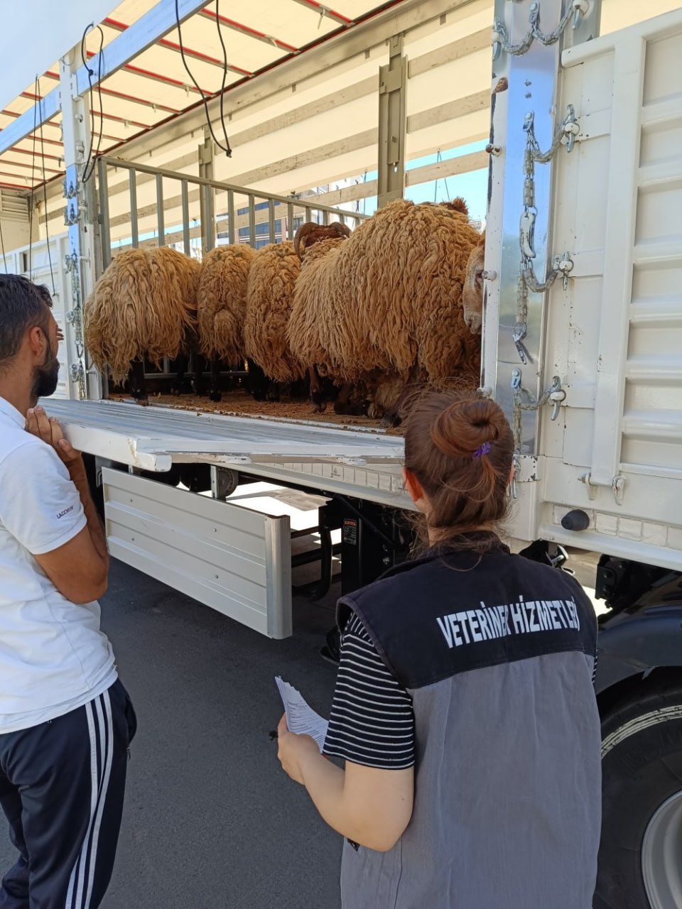 Siirt’te Kurban Bayramı Öncesi Hayvan Nakillerinde Denetim