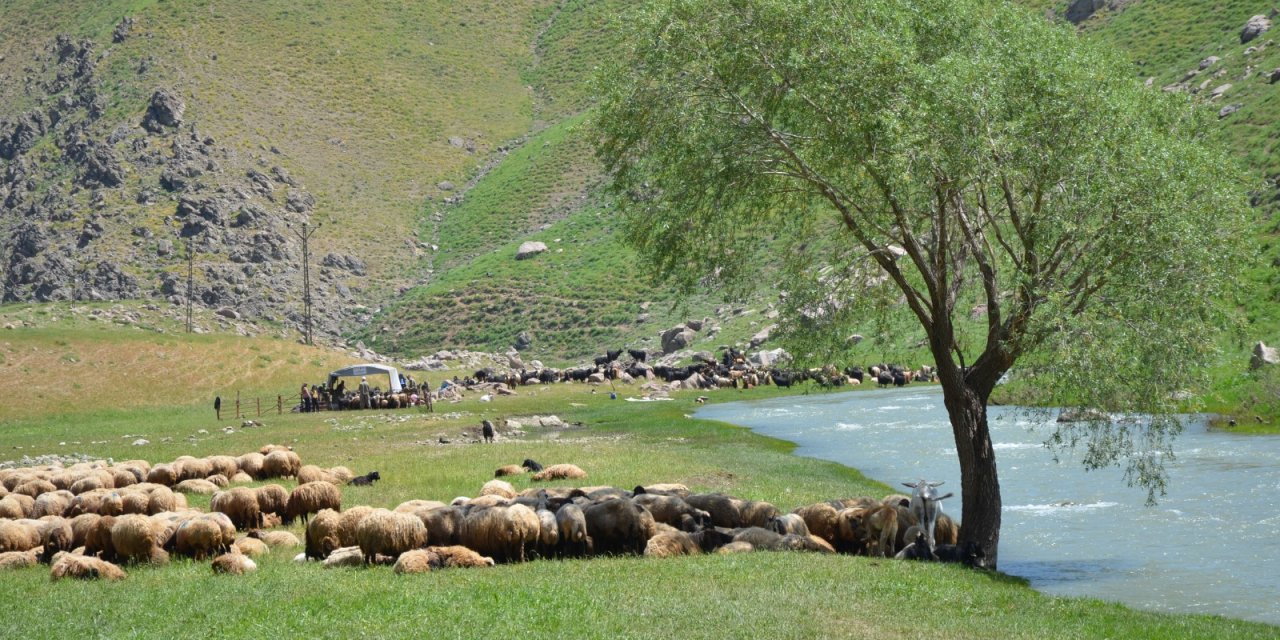 Şırnak İdil'De Şap Hastalığı Tespit Edildi | Siirt Olay Haber