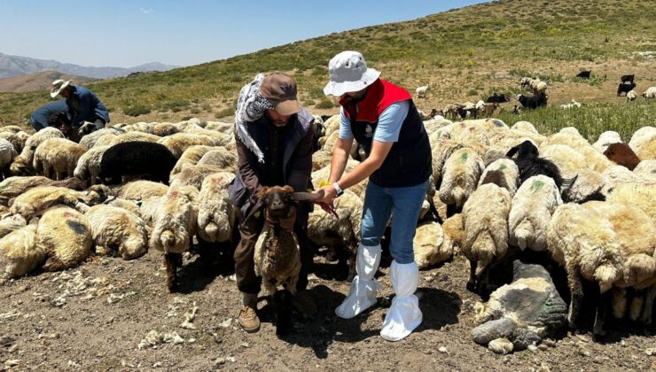 Beytüşşebap’Ta Hayvan Sağlığı Taraması Başladı