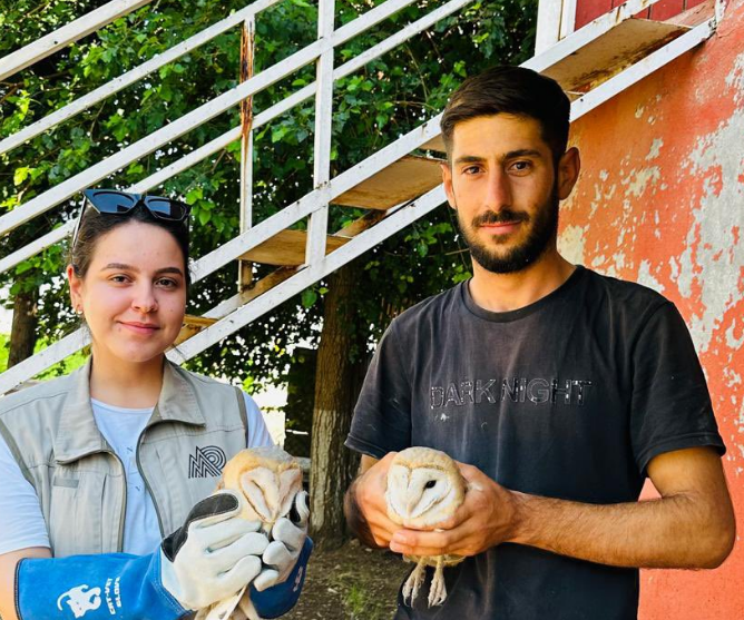 Silopi’de Yaralı Halde Bulunan 2 Peçeli Baykuş, Tedavi Altına Alındı