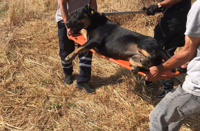 Fatih Belediye Başkanı Turan: Vatandaşımızı Parçalayan Köpekleri Savcılık Izniyle Topladık