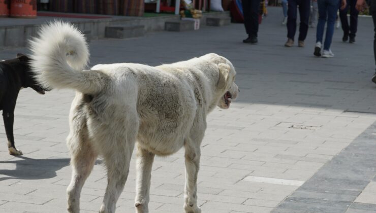 Siirt’te Başıboş Köpekler Korkutuyor