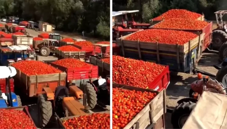 Türkiye’Nin Kanayan Yarası! Ürettikleri Domatesleri Satamayan Çiftçi Isyan Etti