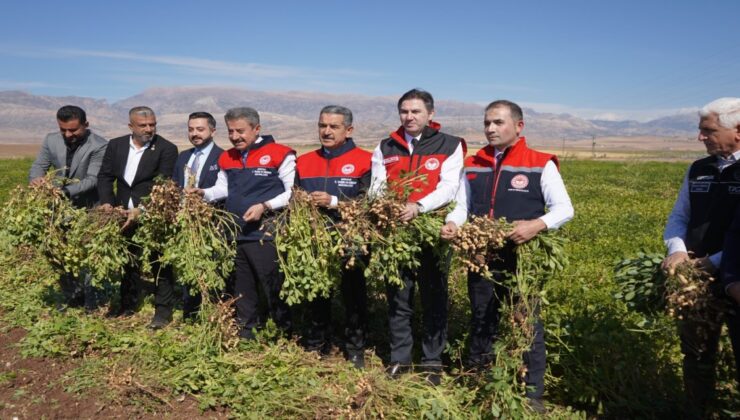 Şırnak’ta Yer Fıstığı Hasat Şenliği: “Şırnak’ı Fıstık Gibi Yapalım!”