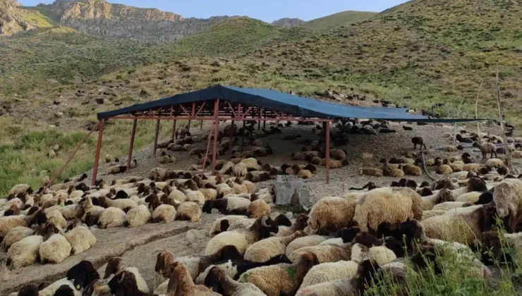 Siirt’Te Hayvancılık Zor Durumda