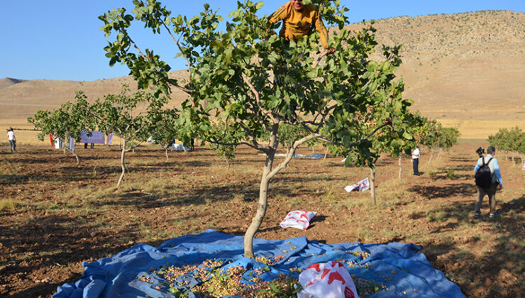 Siirtli Vatandaşlar Fıstık Tüketemiyor