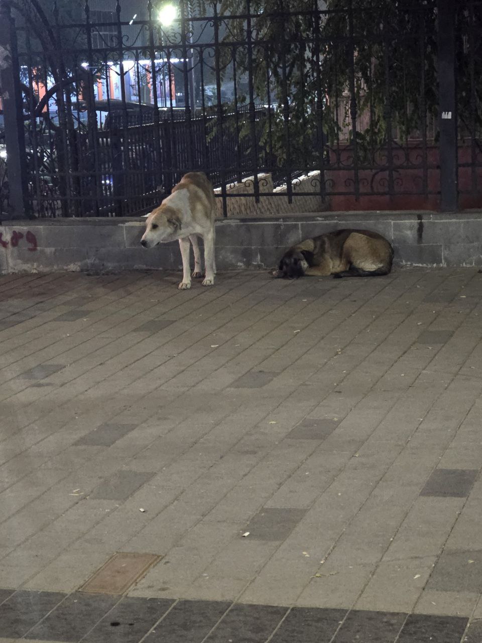 Siirt’te Yaralı Köpek Soğukta Çare Aradı