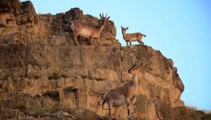 Siirt’te Yaban Keçisi Avı İhalesinin İptali İçin Dava Açıldı