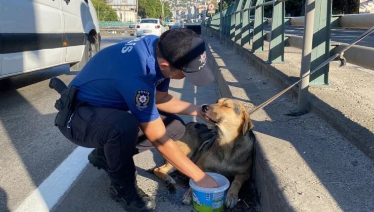 Şüpheli Polis Köpeği Tarafından Yaralandı