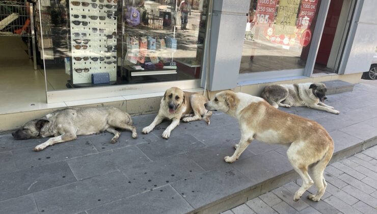 Siirt’Te Havalar Soğudu, Sokaktaki Canlar Ne Olacak?