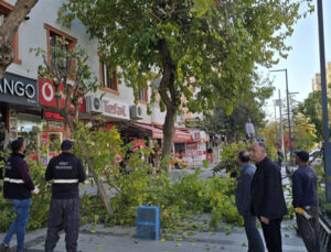 Siirt’te Ağaç Budama Çalışmaları