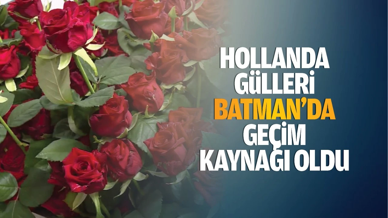 Hollanda gülleri, Batman’da geçim kaynağı oldu