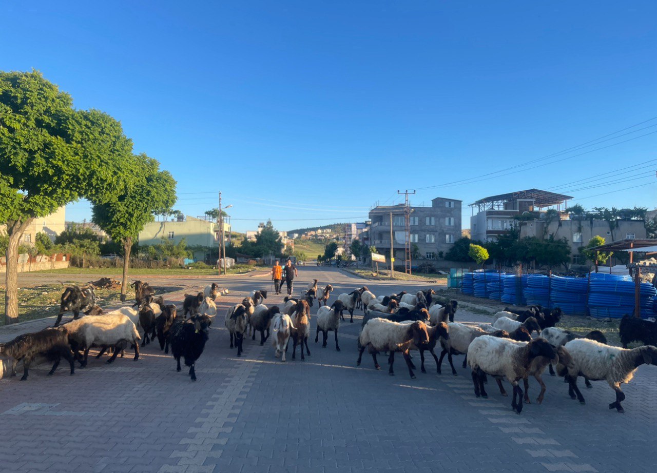 Siirt’in O Mahallesine Koyunlardan Geçilmiyor